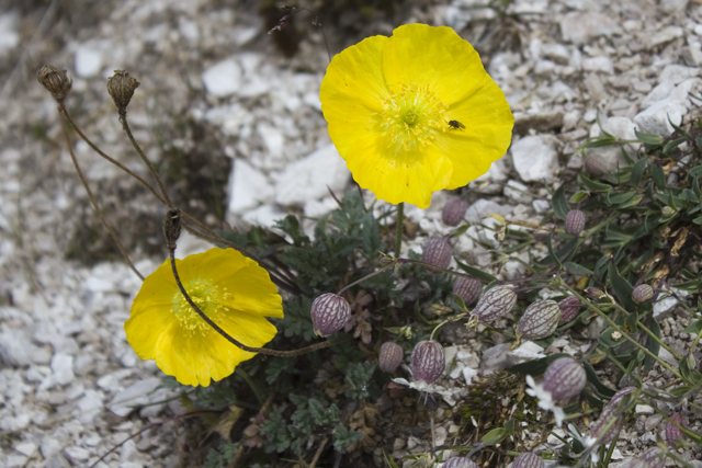 2011-08-17_09-47-07 cadore.jpg - Gelber Alpen-Mohn (Papaver rhaeticum) und Einbltiges Leimkraut (Silene uniflora) in trauter Nachbarschaft 